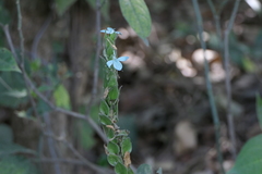 Ecbolium ligustrinum