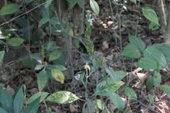 Ecbolium ligustrinum