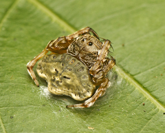 Arkys speechleyi