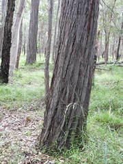 Eucalyptus tindaliae
