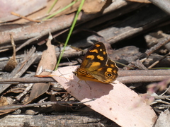 Heteronympha solandri