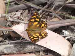 Heteronympha solandri