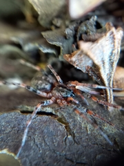 Battalus adamparsonsi