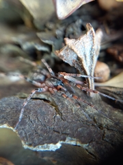 Battalus adamparsonsi