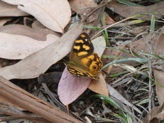 Heteronympha solandri