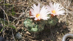 Coryphantha ottonis