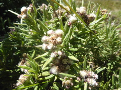 Baccharis ledifolia