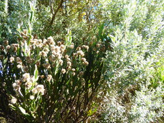 Baccharis woytkowskii