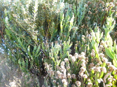 Baccharis woytkowskii