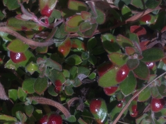 Exobasidium arctostaphyli