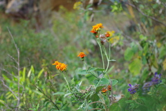 Pseudogynoxys poeppigii