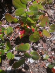 Exobasidium arctostaphyli