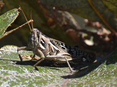 Schistocerca piceifrons