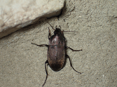 Chlaenius tomentosus