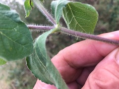 Acanthospermum hispidum