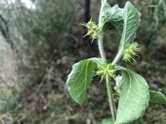 Acanthospermum hispidum