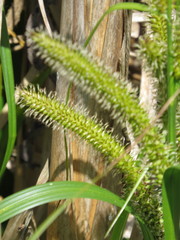 Carex comosa