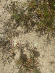 Castilleja exserta latifolia