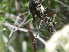 Austroaeschna inermis