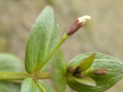 Lindernia procumbens
