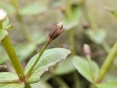 Lindernia procumbens