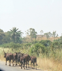 Bos indicus × taurus