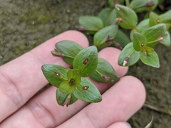 Lindernia procumbens