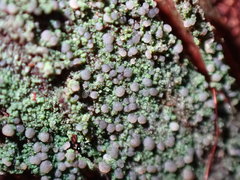 Pilocarpaceae