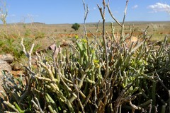 Cynanchum pearsonianum