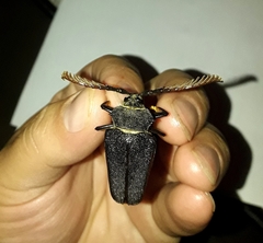 Calocomus rugosipennis