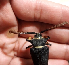 Calocomus rugosipennis