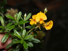 Oxylobium ellipticum