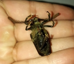 Calocomus rugosipennis