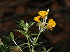 Oxylobium ellipticum