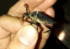 Calocomus rugosipennis