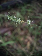 Echinopogon caespitosus