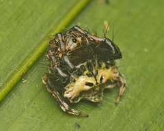 Arkys speechleyi