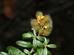 Oxylobium ellipticum