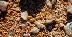 Lithops olivacea