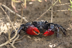 Neosarmatium trispinosum