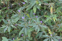 Strobilanthes integrifolius
