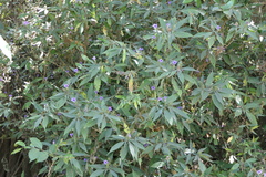 Strobilanthes integrifolius