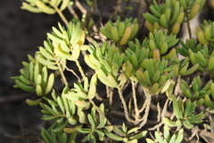 Suaeda arbusculoides