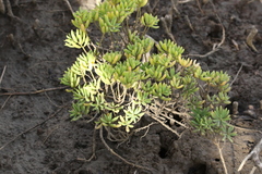 Suaeda arbusculoides