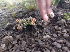 Delosperma basuticum