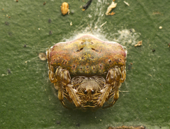 Arkys speechleyi