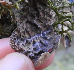 Lasionectria lecanodes