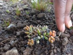 Delosperma basuticum