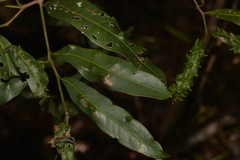Beilschmiedia elliptica