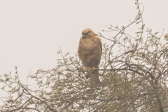 Buteo rufinus